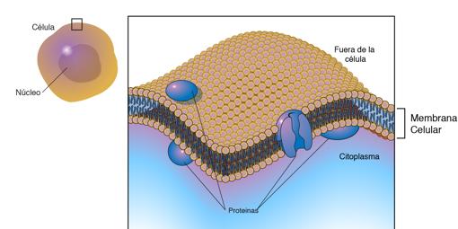Esquema de la membrana celular, una capa de lípidos, con proteínas insertadas