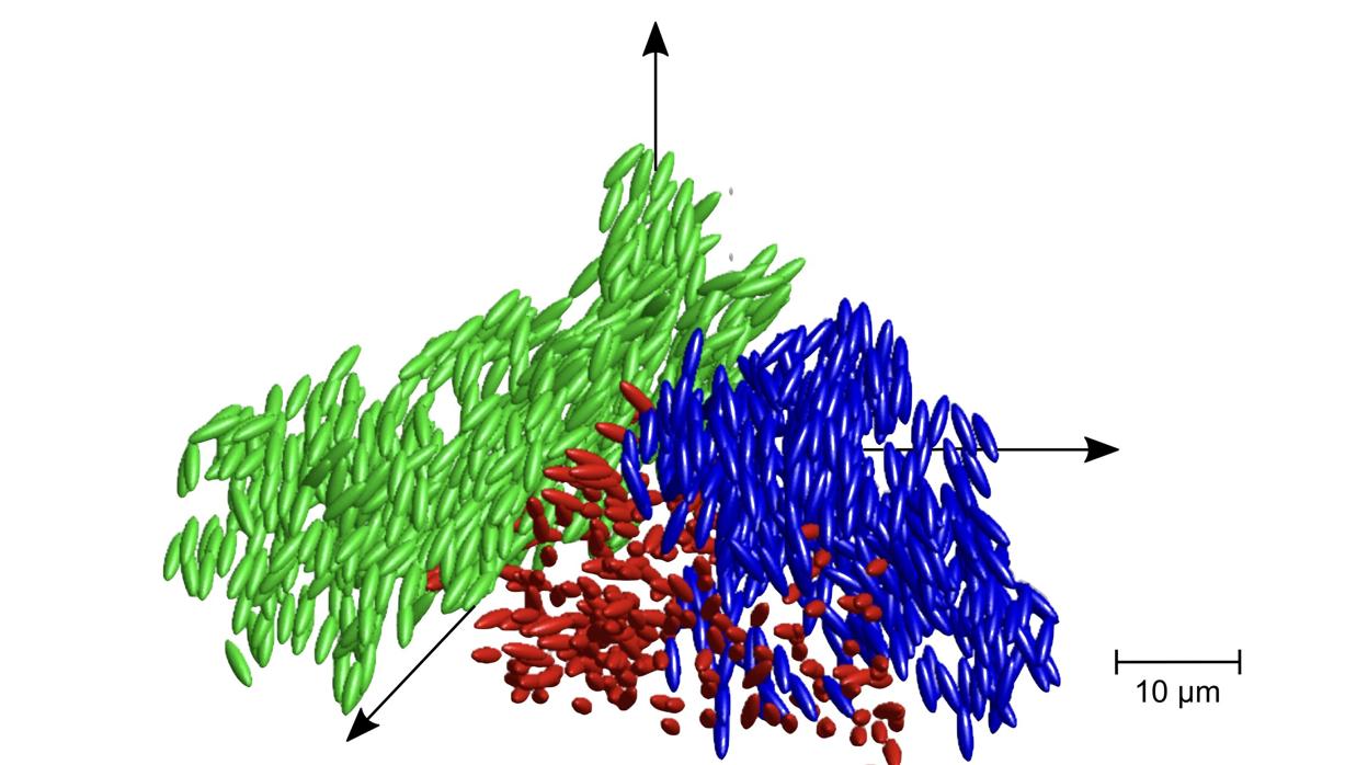 The position and orientation of ellipsoidal particles in clusters of a liquid glass