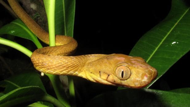 Descubren en las serpientes una nueva forma de moverse