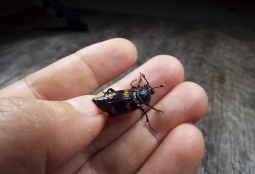 Foto de noviembre de 2020 proporcionada por la Dra. Vanessa R. Lane en la que se observa un escarabajo Nicrophorus orbicollis en Georgia