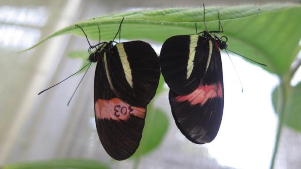 El repelente de las mariposas o cómo conseguir que otros rechacen a tu pareja