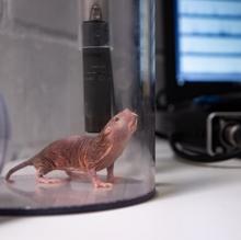 Cada ejemplar tiene su propia voz