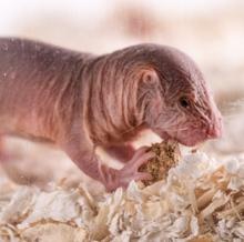 Estos roedores se alimentan de tubérculos subterráneos