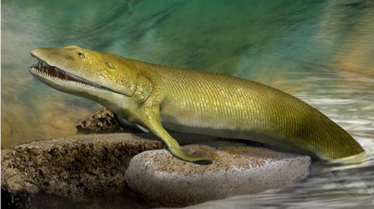 Recreación artística del Elpistostegedes, un pez con cinco dedos de hacer 380 millones de años que pudo ser un paso previo a los tetrápodos