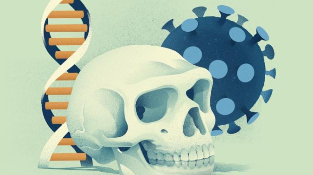 La ilustración representa la relación que existe entre la herencia neandertal y el riesgo de padecer Covid-19 en sus formas más graves