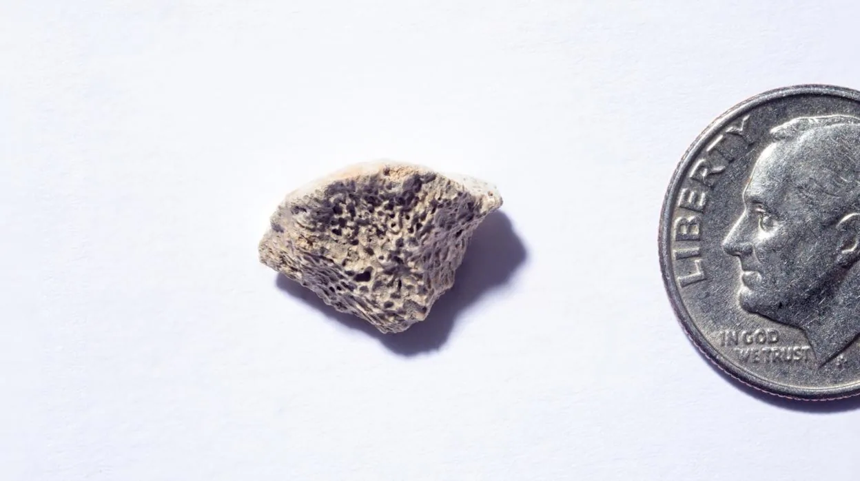 Este fragmento de hueso, encontrado en el sureste de Alaska, pertenece a un perro que vivió hace unos 10.150 años