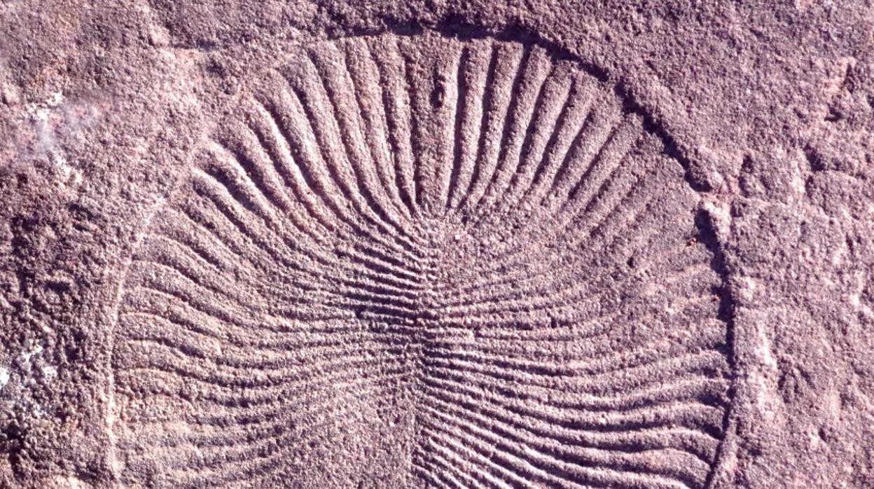 Fósil de Dickinsonia, un animal de la era ediacárica