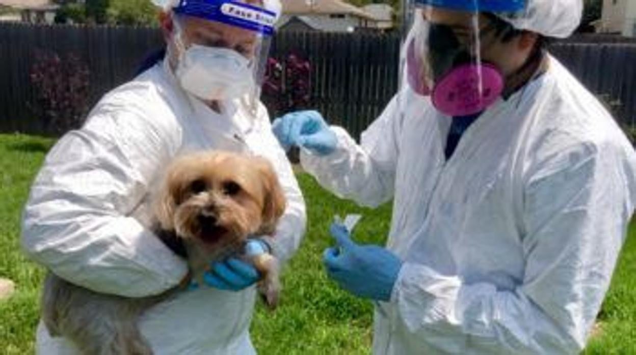 El equipo de investigación viaja a los hogares de las mascotas para recolectar muestras