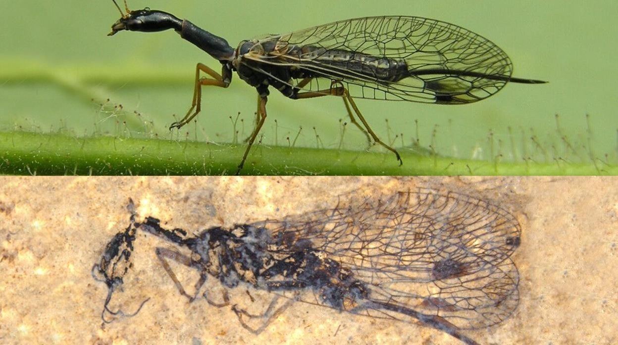 Arriba, una mosca serpiente actual; abajo, uno de los fósiles hallados en EE. UU.