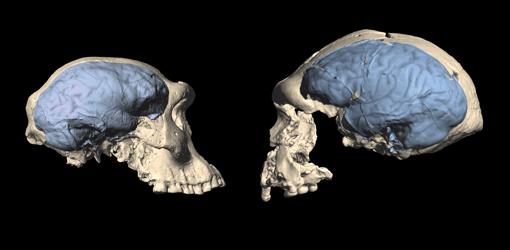 Cráneos del hombre de Dmanisi y de Sangiran, Indonesia. La organización cerebral, en azul.