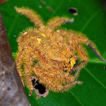 La araña con el nombre de David Bowie