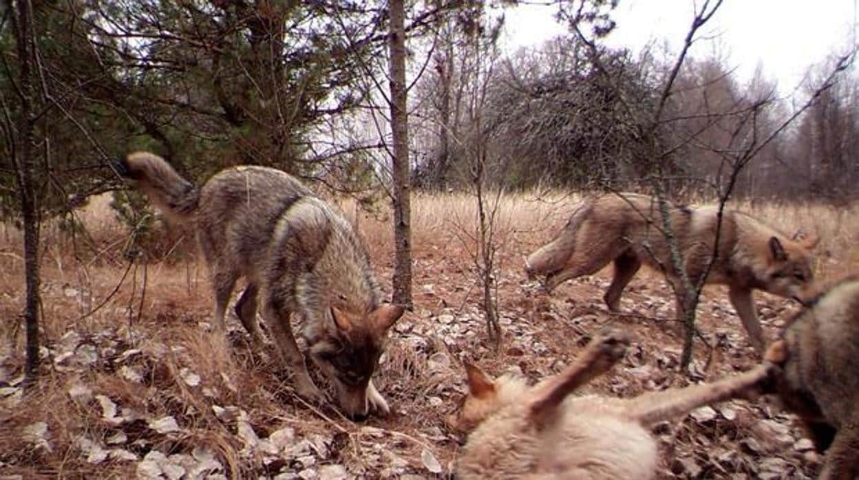 Un grupo de lobos es fotografiado en la zona de exclusión de Chernóbil