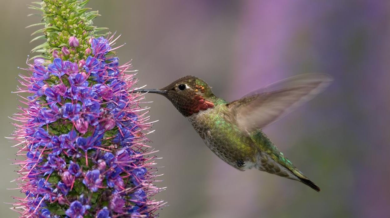 Un colibrí de Ana, cuyo genoma de referencia de altísima calidad fue el primero en ser secuenciado por el VGP