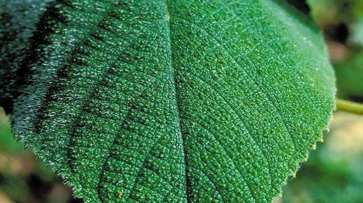 Fitohormonas: las moléculas que dan vida a las plantas