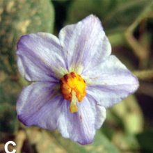 Flor de Solanum baretiae