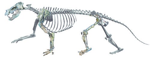 Reconstrucción del esqueleto de Ammitocyon kainos. La imagen muestra los fósiles hallados y recrea los ausentes mediante un modelo 3D