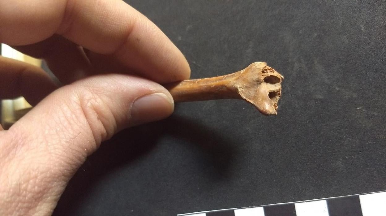 Uno de los huesos de conejo utilizados en el estudio