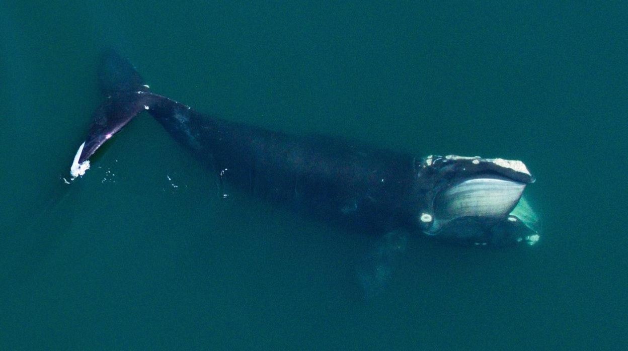 Una ballena franca del Atlántico norte alimentándose en la bahía de Cape Cod (EE.UU.)