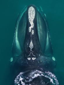 Los patrones de callosidad en la cabeza de cada ballena son únicos y permiten su identificación