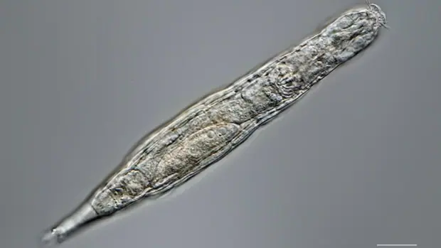 Un organismo 'resucita' tras pasar 24.000 años congelado en Siberia