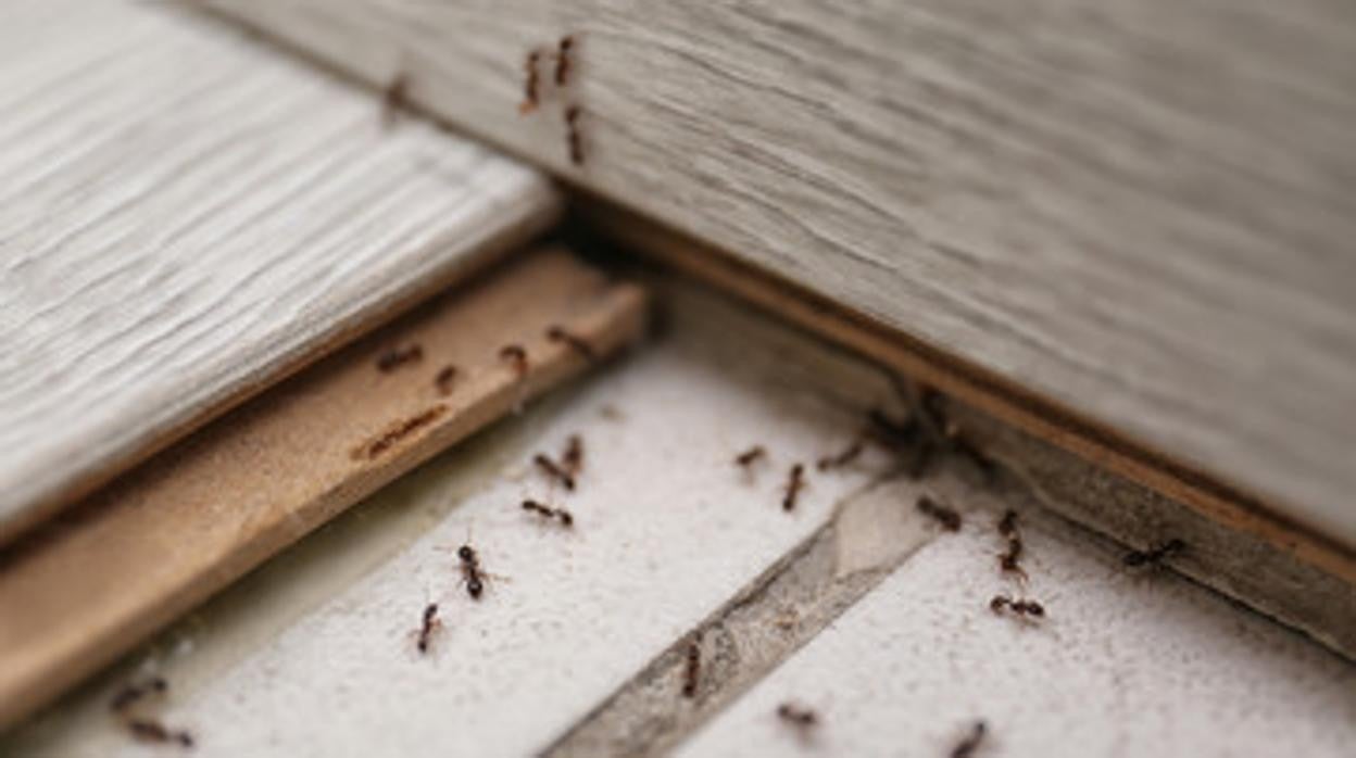 Nunca estás solo: compartimos casa con centenares de &#039;bichos&#039;