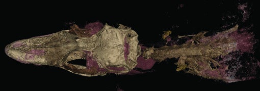 El espécimen de O. naga muestra una excelente preservación de huesos y tejidos blandos