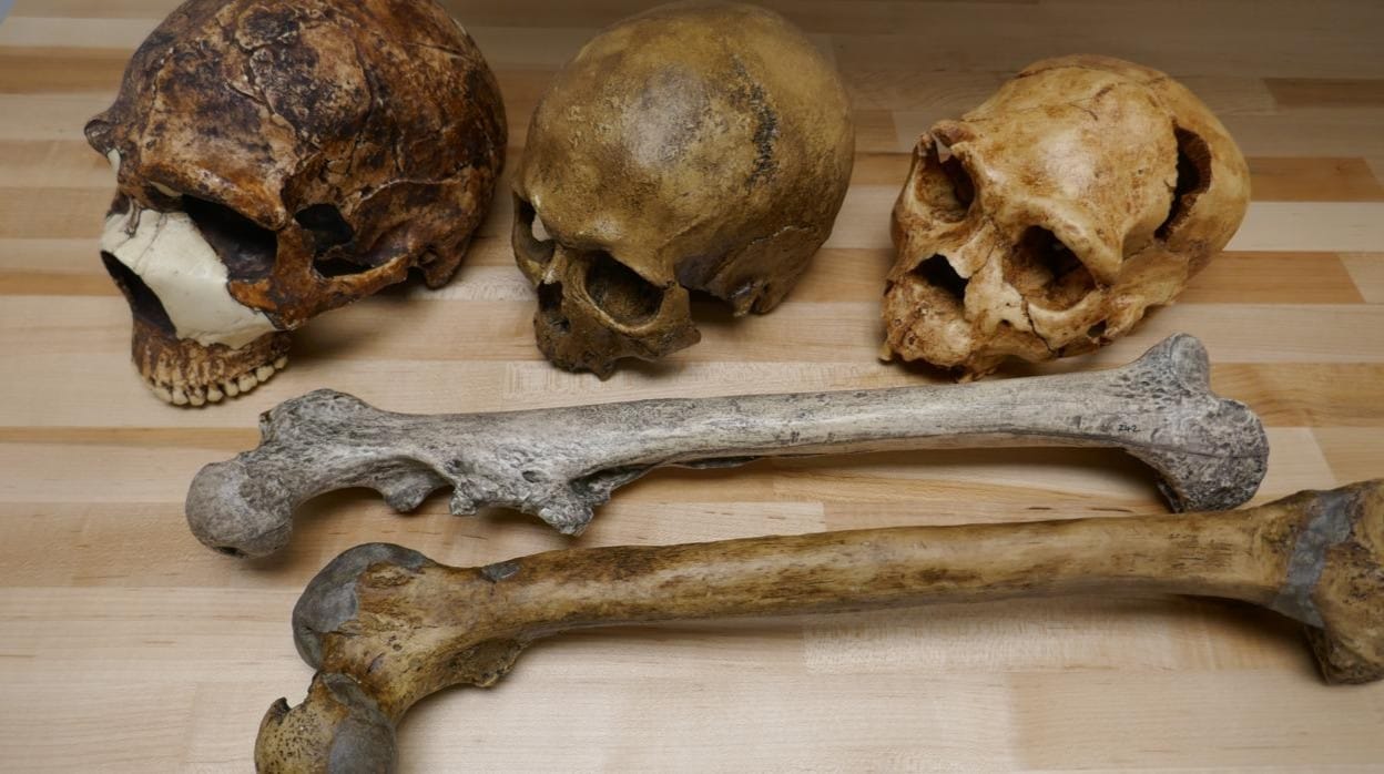 Cráneos: (Izquierda) Amud 1, neandertal, 55.000 años, ~ 1.750 cm³ (Izquierda); (Medio) Homo sapiens, 32.000 años, 1.570 cm³; (Derecha): Atapuerca 5, Homo del Pleistoceno medio, hace 430.000 años, ~ 1.100 cm³. Fémora: (Arriba) Homo del Pleistoceno Medio, Trinil, hace 540.000 años, ~ 50 kg; (Abajo): Neandertal, La Ferrassie 1, hace 44.000 años, ~ 90 kg