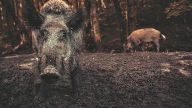 El impacto climático de los jabalíes es superior a un millón de coches