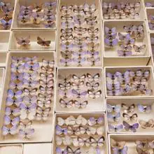 Un cajón de la colección de mariposas Xerces azules extintas