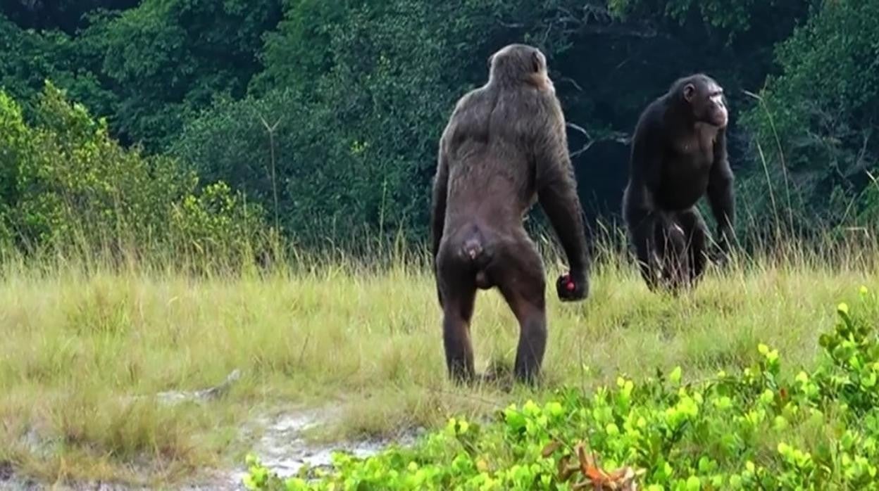 Observan los primeros ataques letales de chimpancés contra gorilas