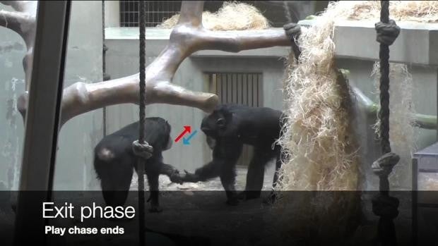 Los humanos no son los únicos que dicen 'hola' y 'adiós': los simios también se saludan y se despiden