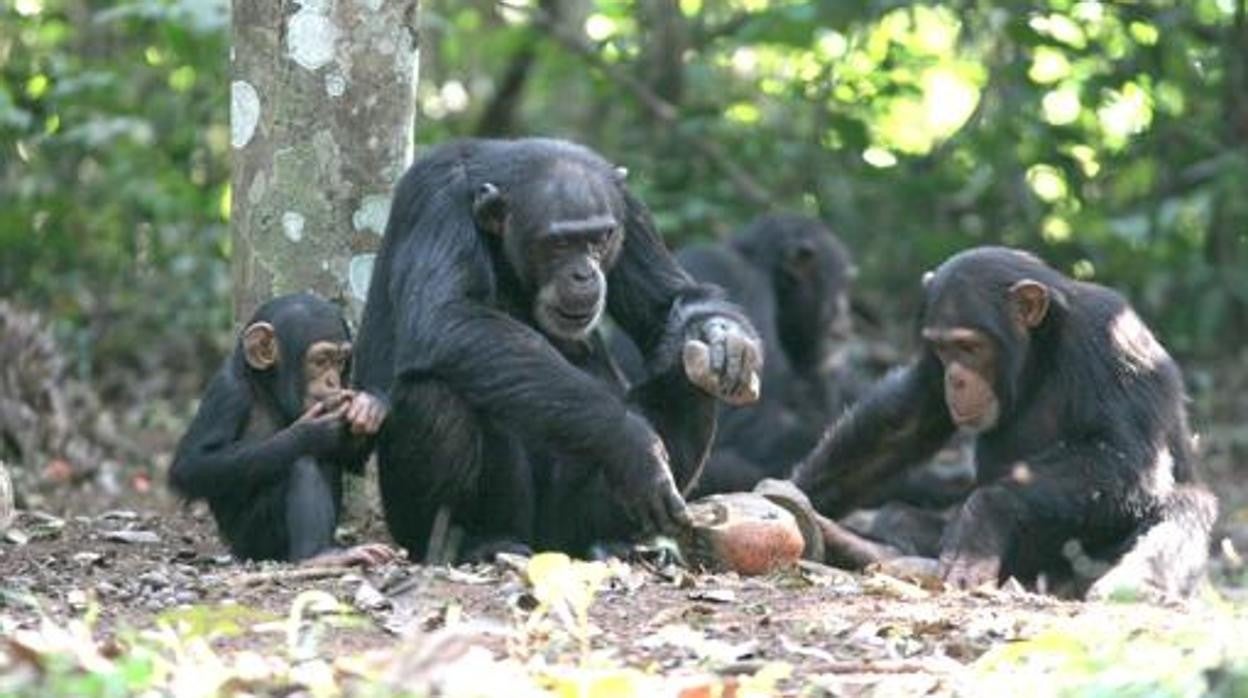 Una familia de chimpancés en Bossou