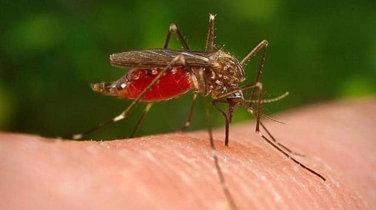 Un mosquito absorbiendo sangre de su víctima/ Vídeo: Cómo eligen los mosquitos a quién picar