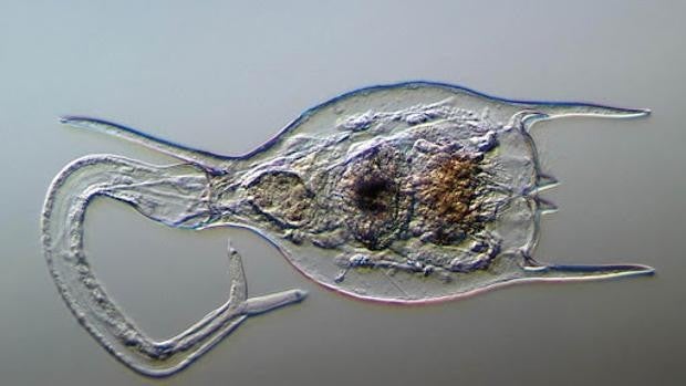 Si esta criatura sigue viva tras pasar 24.000 años bajo el hielo...