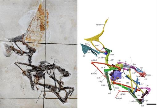 A la izquierda, ejemplar del especimen. A la derecha, modelo 3D