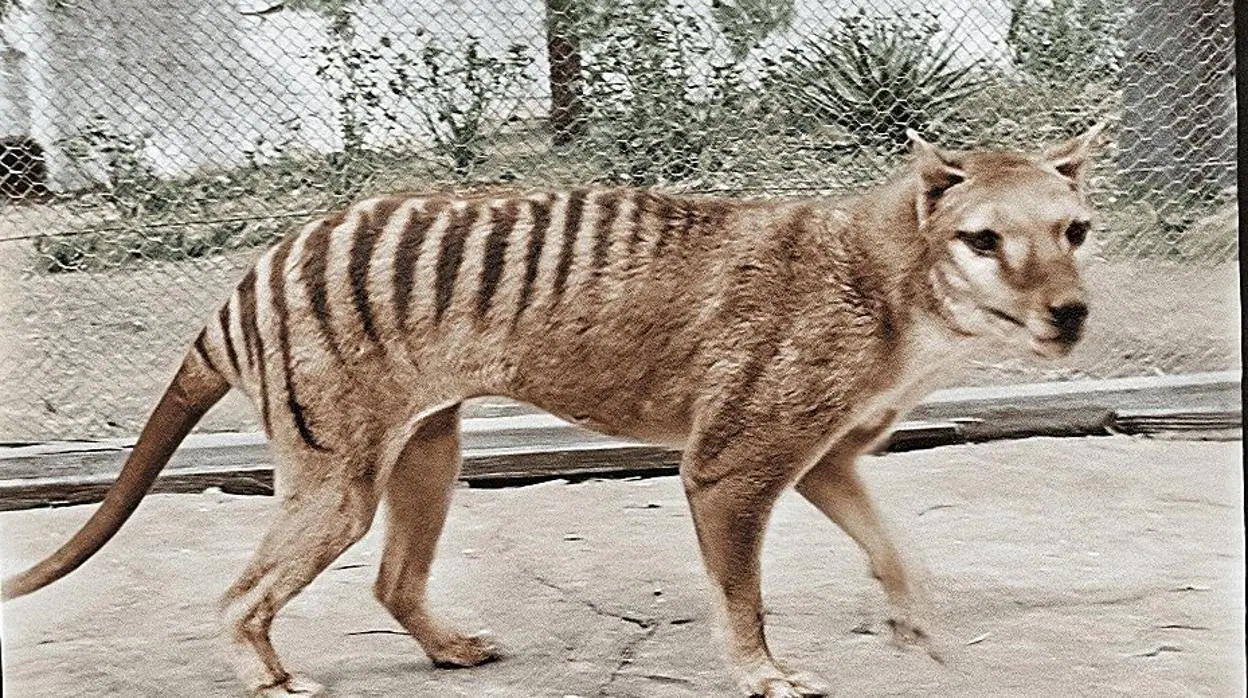 El último tigre de Tasmania, a color