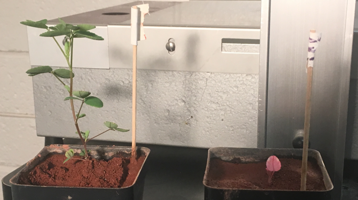 Diferencias de crecimiento observadas entre el trébol (Melilotus officinalis) inoculado con la bacteria formadora de nódulos Sinorhizobium meliloti (izquierda) y una planta de trébol no inoculada cuando se cultiva en regolito marciano