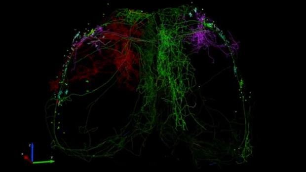 Crean el mapa más completo de la región del cerebro que controla el movimiento