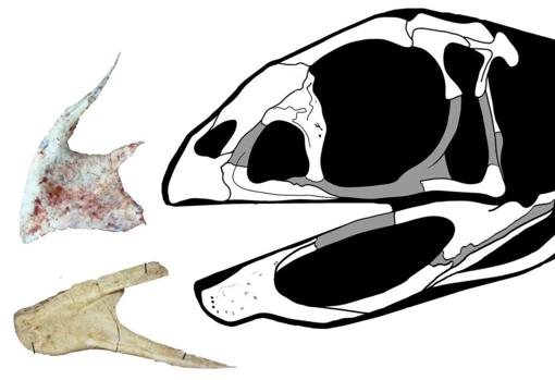 Catalogan una nueva especie emparentada con el Tyrannosaurus rex pero sin dientes