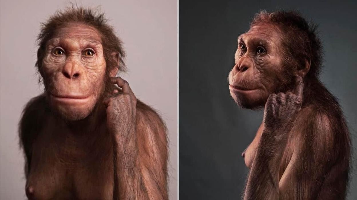 Reconstrucción del aspecto de Australopithecus sediba