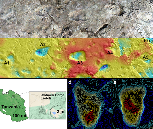 Modelo del sitio A de Laetoli usando fotogrametría que muestra cinco huellas de homínidos (a); y mapa de contorno del sitio en Laetoli, Tanzania, generado a partir de un escaneo de superficie en 3D (b); mapa que muestra Laetoli (c); mapas topográficos de huella A2 (d) y huella A3 (e)