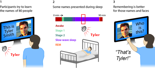 Primero, los participantes aprendieron 80 asociaciones de nombres de rostros. Luego, durmieron mientras se monitoreaba el EEG para determinar la etapa del sueño, y 20 de los nombres hablados se presentaban suavemente sobre música de fondo durante el sueño de onda lenta. Finalmente, las pruebas de memoria mostraron una memoria superior debido a la reactivación de la memoria durante el sueño, pero solo cuando el sueño no se vio perturbado por presentaciones de sonido.