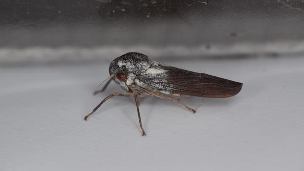 Descubren una nueva especie de insecto «increíblemente raro»