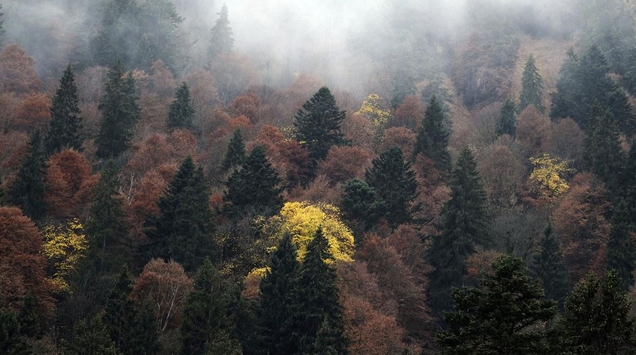 Bosque mixto de montaña de abeto noruego, abeto plateado y haya europea en los Alpes bávaros, Alemania