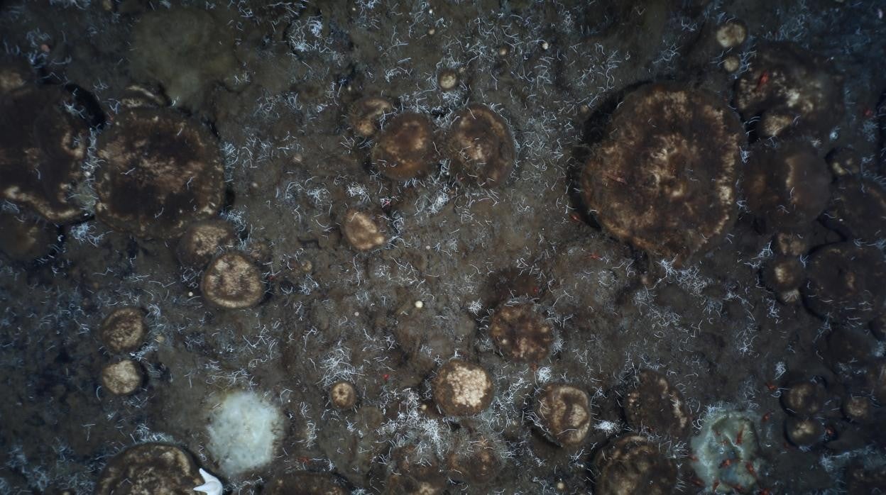 Los densos suelos de esponjas descubiertos en la estructura del monte submarino Langseth Ridge