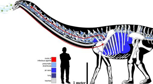 El complejo pulmonar del saurópodo, con la ruta hipotética de la vía infecciosa. La barra de escala humana es Anthony Fauci (170 cm de altura), el famoso epidemiólogo de la Casa Blanca