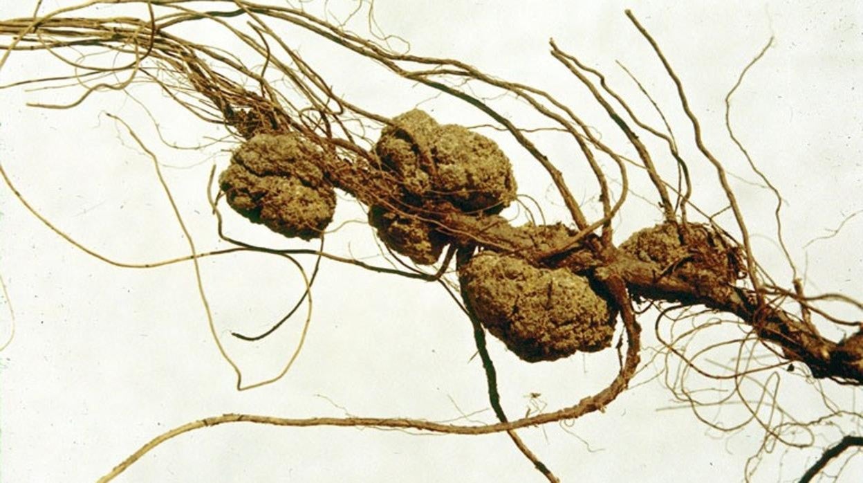 Agrobacterium tumefaciens en la raíz de una planta