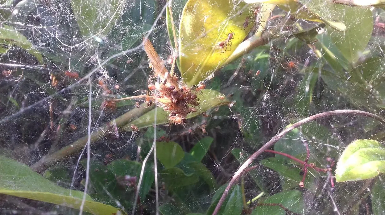 Un grupo de arañas sociales se alimentan de una presa grande después de la caza colectiva