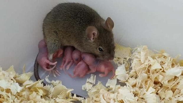 Consiguen que una ratona tenga crías sin sexo y sin esperma de ningún macho