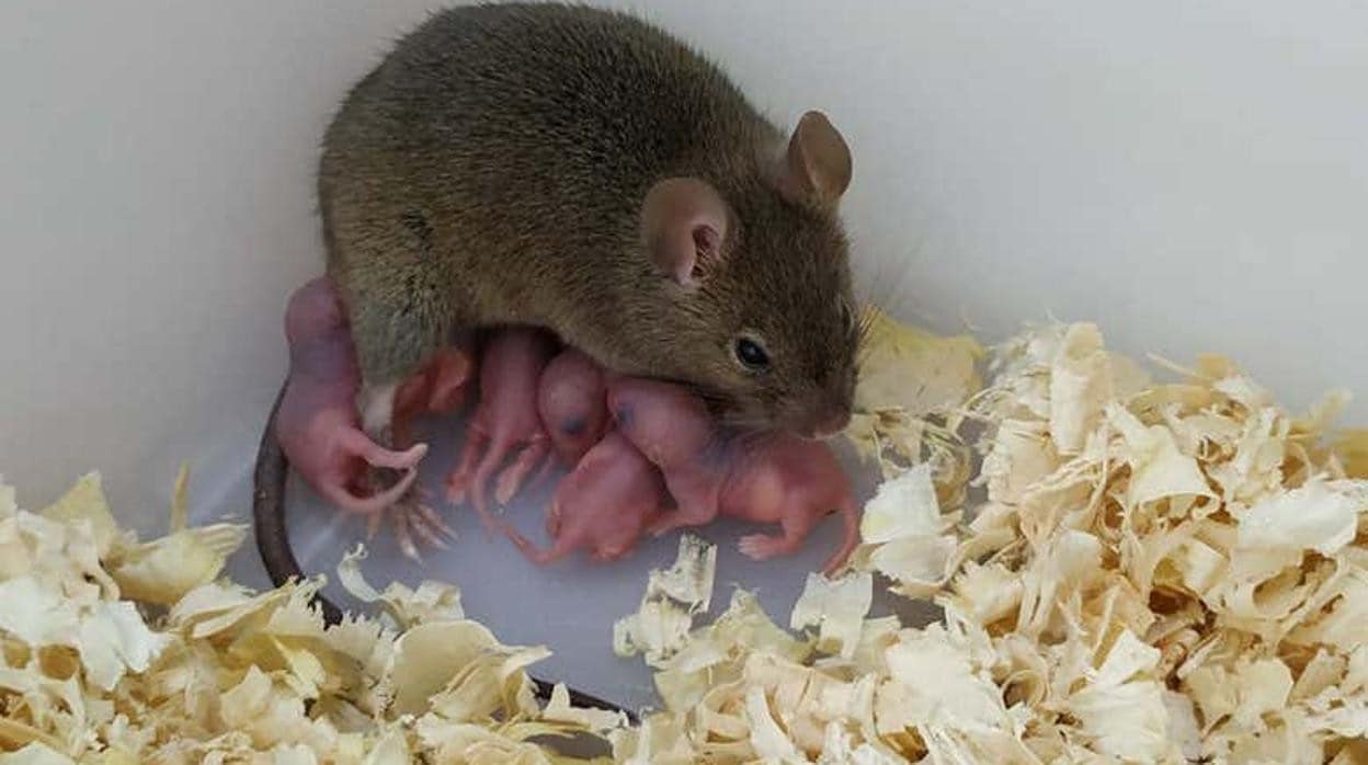 El ratón adulto que logró sobrevivir de los experimentos y tuvo crías